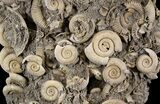 Ammonite (Dactylioceras) Cluster - Germany #24513-2